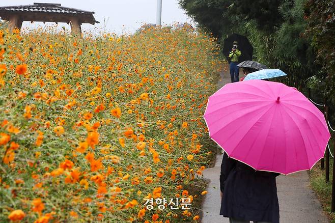 가을비가 내린 지난 3일 시민들 서울 송파구 올림픽공원 들꽃마루에 황화 코스모스를 둘러 보고 있다. /한수빈 기자