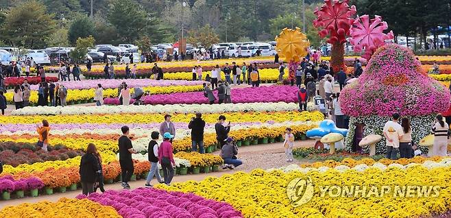 가을 정취 가득한 축제장 (인제=연합뉴스) 한글날 연휴를 맞은 9일 강원 인제군 북면 용대리에서 열린 가을꽃 축제장에 많은 관광객이 찾아 만개한 꽃길을 걷고 있다. 2022.10.9 [인제군 제공.재판매 및 DB 금지] conanys@yna.co.kr