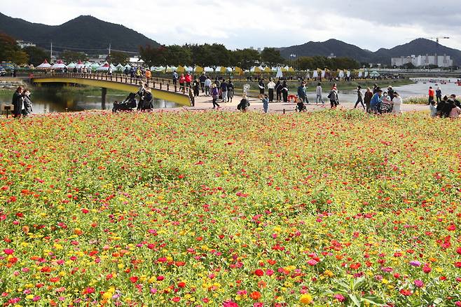 지난 10일 오후 전남 장성 황룡강변에서 열린 가을꽃축제에서 시민들이 꽃을 감상하며 가을 정취를 만끽하고 있다. 연합뉴스
