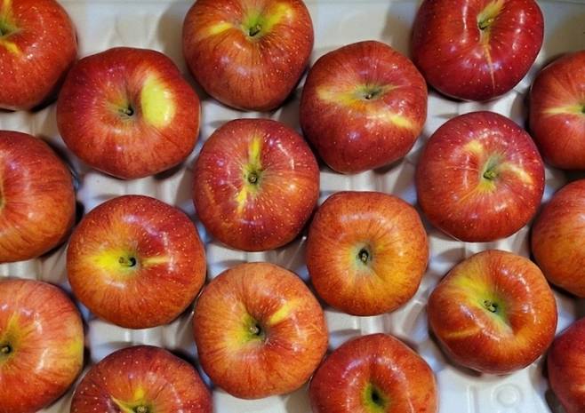 국회 이원택의원은 11일 국정감사 자료를 통해 오는 2090년에는 국내에서 재배되는 사과가 사라질 위기에 처했다는 농친청 분석이 나왔다고 밝혔다.