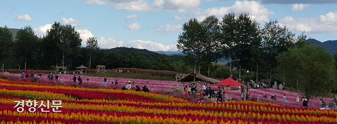 강원 철원군 동송읍 태봉로에 위치한 ‘고석정 꽃밭’에서 지난 8일 관광객들이 형형색색의 꽃을 배경으로 기념촬영을 하며 가을의 정취를 만끽하고 있다.