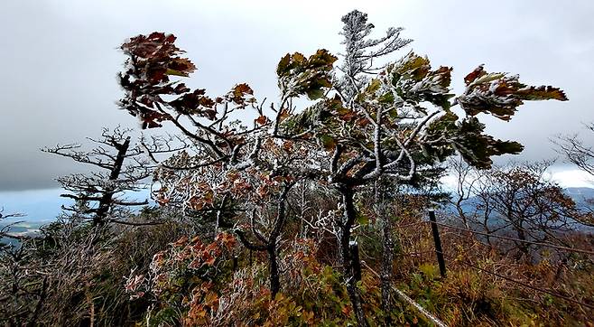 [평창=뉴시스] 김경목 기자 = 10일 오후 강원도 평창군 발왕산(해발 1458ｍ)에 올 가을 첫 상고대가 피어 눈길을 끌고 있다. 기상청에 따르면 이날 오후 1시25분 기준 기온은 0도, 강수량은 0.5㎜, 풍속은 초속 1.4ｍ로 관측됐다. 이날 발왕산에는 눈도 조금 내린 것으로 보인다. (사진=용평리조트 제공) 2022.10.10. photo@newsis.com *재판매 및 DB 금지