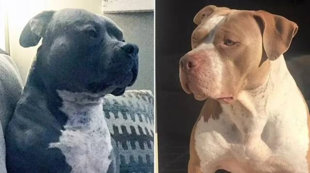 아이들을 덮친 핏불. 폭스뉴스 캡처