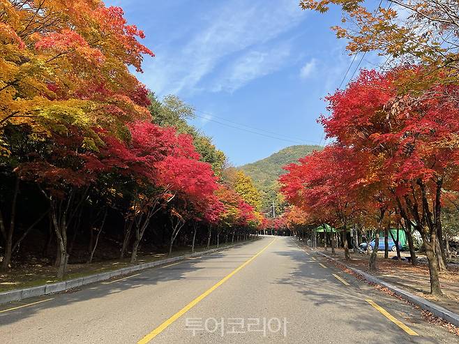 오색빛 단풍 물드는 '대구 추억의 가을길' 26선