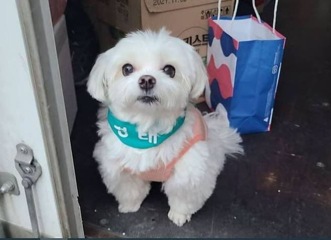 택배기사 김 씨가 키우는 반려견 '경태'. [온라인 커뮤니티]