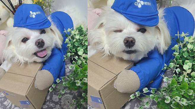 택배기사 김 씨가 키우는 반려견 '경태'. [온라인 커뮤니티]