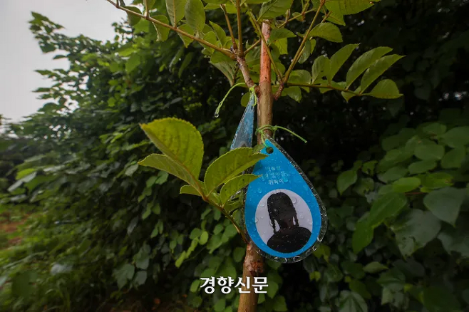 가습기살균제참사 11주기를 하루 앞둔 지난 8월30일 서울 마포 노을공원에 피해자를 추모하는 나무가 심어져 있다. 이준헌 기자