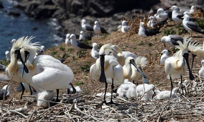 인천광역시 옹진군 연평도 인근 섬 구지도에 저어새가 서식하고 있다. 뉴시스