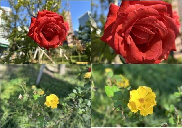 아이폰14프로맥스는 4800만 화소를 지원한다. (사진=최수진 기자)