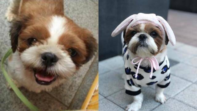 백미현씨는 사람을 무는 습관이 있어 입양 순위에서 밀린 시츄 '찐빵이'를 입양했다. 가족 찾기 행사에 나온 찐빵이(왼쪽)와 입양 후 모습. 백미현씨 제공