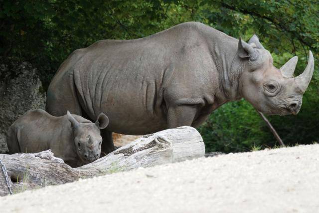 검은코뿔소. 풀을 뜯는 흰코뿔소는 입이 넓적한 반면, 나뭇잎을 주로 먹는 검은코뿔소 입술은 뾰족하다는 차이가 있다. ⓒPixabay, Marcel Langthim