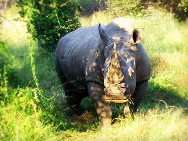 흰코뿔소. 풀을 뜯는 흰코뿔소는 입이 넓적한 반면, 나뭇잎을 주로 먹는 검은코뿔소 입술은 뾰족하다는 차이가 있다. ⓒPixabay, Alicia Campbell