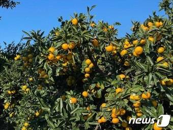 제주 감귤밭. ⓒ News1 이민주 기자