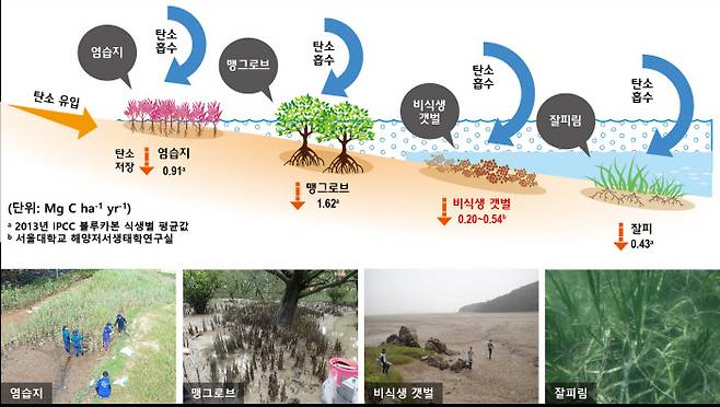 주요 블루카본 탄소흡수 모식도. 염습지·맹그로브·잘피림은 IPCC가 규정한 탄소흡수계수를 표시한 것이며, 비식생 갯벌은 국내 연구팀이 분석한 탄소흡수계수를 표시한 것이다. 염습지는 면적 1ha당 연간 0.91t의 이산화탄소를 흡수하고, 비식생 갯벌은 같은 기준 0.20~0.54t의 이산화탄소를 흡수한다. 해양수산부 제공