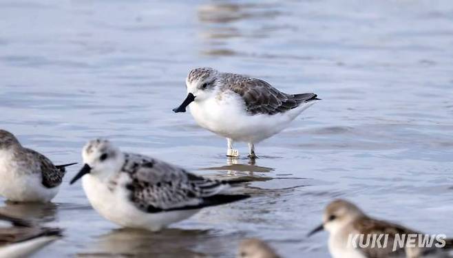도요목 도요과의 철새인 넓적부리도요는 우리나라에는 이동시기인 봄과 가을에 드물게 도래하는 국제보호종이다.&nbsp;