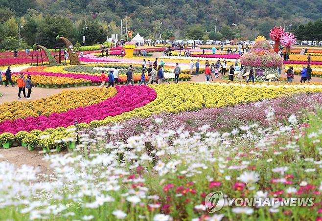 가을꽃 만발한 인제 축제장 [연합뉴스 자료사진]