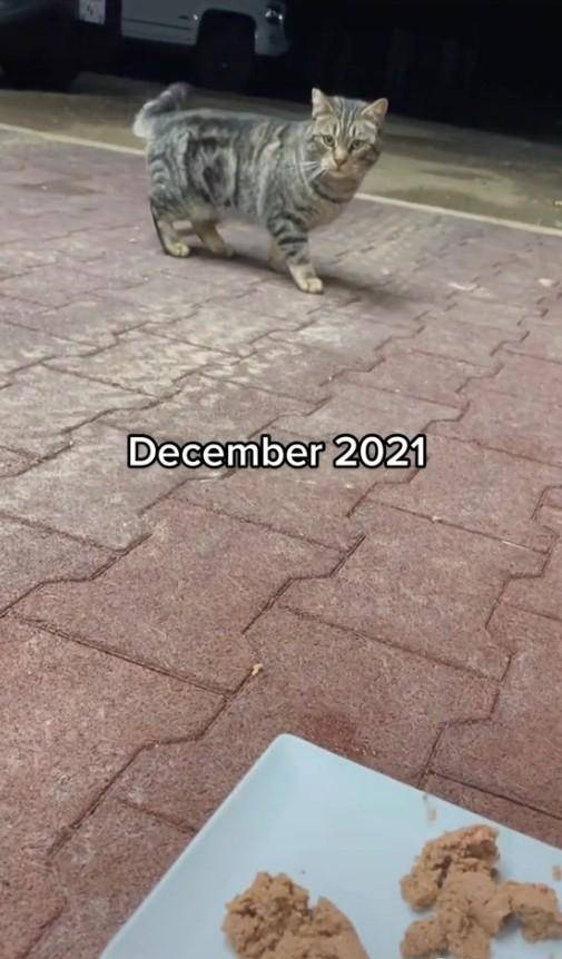 친해지길 바라 1단계 : 캔사료로 호감 사기 (2021년 12월)