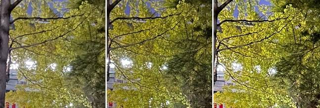 (왼쪽부터)아이폰12 프로, 아이폰14 플러스, 아이폰14 프로로 촬영한 사진을 확대한 모습. 자세히 보면 아이폰14 프로가 어두운 환경에서도 나뭇잎의 형태를 가장 선명하게 표현했다./사진=백유진 기자 byj@