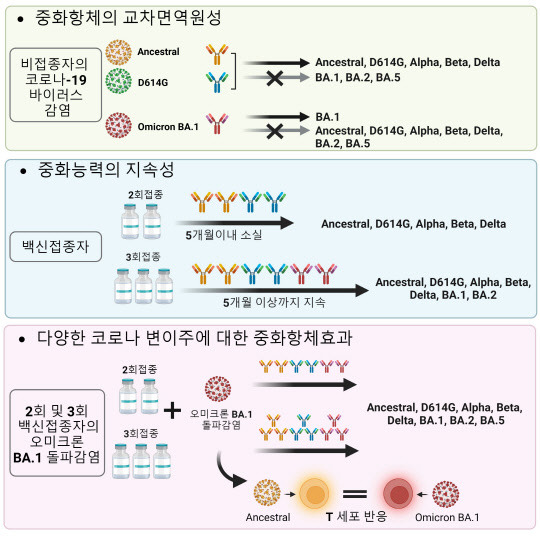 코로나19 감염 및 백신 접종시 중화항체 효과 등. IBS 제공.