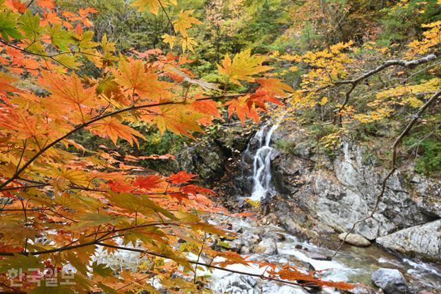14일 미천골 상직폭포 앞에 단풍이 곱게 물들었다. 계곡을 걷는 내내 시원한 물소리가 끊이지 않는다.