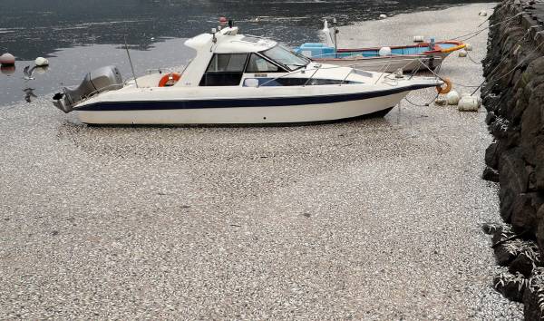 경남 창원시 마산만 일대 폐사한 물고기떼. 창원시 제공