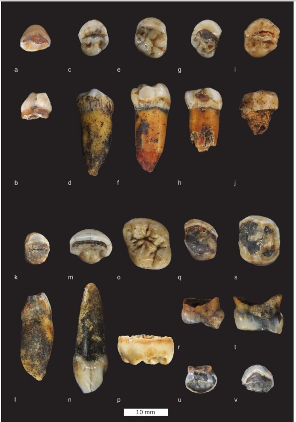 차기르스카야동굴에서 발견된 치아 화석들. 네이처 제공