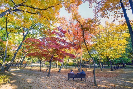 영휘원의 가을 풍경. 영휘원은 고종의 후궁인 순헌황귀비 엄씨의 원으로, 무덤 주변에 여러 단풍 나무가 심겨 있다. 사진 동대문구