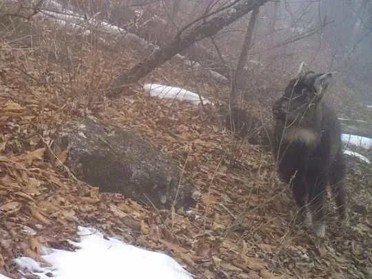 설악산 케이블카 설치 예정지에 서식하고 있는 멸종위기 포유류 산양의 모습.