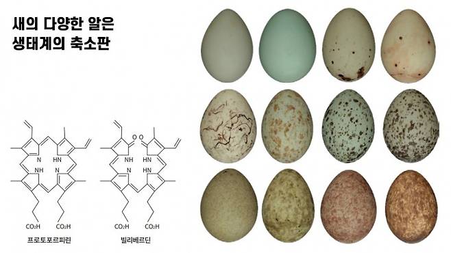 새의 알에 나타나는 색상과 무늬를 만드는 색소는 대표적으로 두 가지가 있다. 갈색을 내는 프로토포르피린과 파란색을 내는 빌리베르딘이다. 두 색소의 조합은 알에 다양성을 부여한다. 과거에는 일반적으로 적용할 수 있다고 믿던 알의 기능도 새가 사는 환경, 진화를 겪어온 과정에 따라 판이하게 다르다는 것이 최근 생태학계의 의견이다. 생태와 진화 저널(Ecology and Evolution) 제공