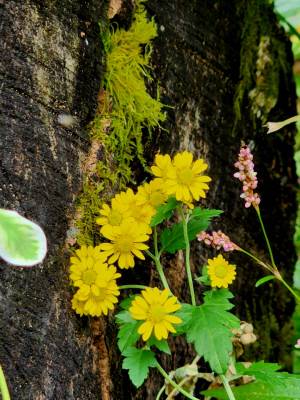 분홍 개여뀌와 함께 피어 있는 산국. 10월16일 서울 안산 너와집 촬영