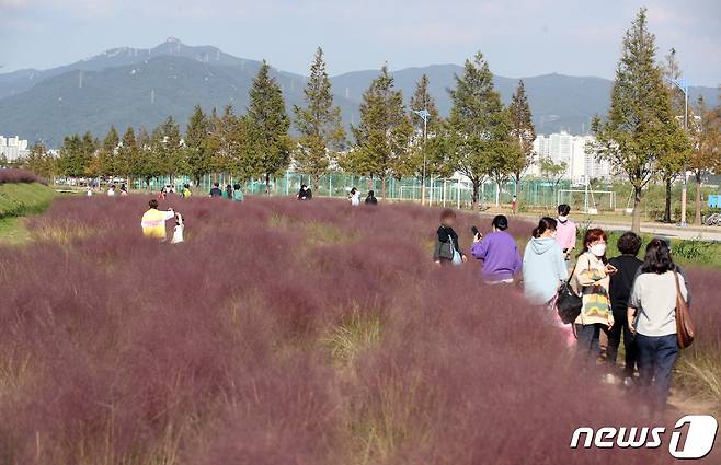 부산 강서구 대저생태공원을 찾은 시민들이 핑크뮬리를 보며 가을을 만끽하고 있다. 2020.10.12/뉴스1 ⓒ News1