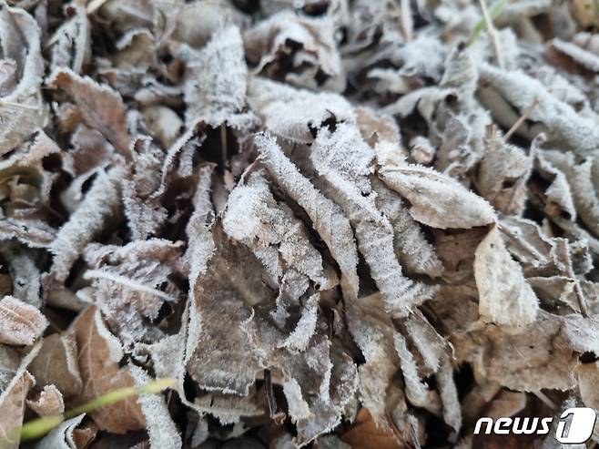 지난 18일 오전 대관령의 아침 최저기온이 영하 3.5도까지 떨어진 가운데 강원 강릉시 왕산면 안반데기 일대에 하얀 서리가 내려앉아 있다. 안반데기 마을은 해발 1100m 고산지대로 떡메로 떡을 치는 안반처럼 우묵하면서도 널찍한 지형이 있어 안반데기라고 불린다. 뉴스1 ⓒ News1 윤왕근 기자