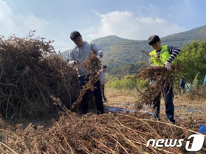 24일 충북 음성군은 1부서·1기관(단체) 생산적 일손봉사가 지역 농가와 중소기업에 도움이 되고 있다고 밝혔다. 사진은 음성군 미디어정보과와 음성군출입기자단의 생산적 일손봉사 모습.(음성군 제공)2022.10.24/뉴스1