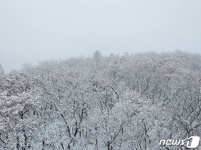 강원북부산지에 대설주의보가 발효된 24일 강원 오대산 노인봉(1388m) 인근에 눈이 내려 있다. 오대산국립공원사무소에 따르면 이날 오후 1시 기준오대산의 적설량은 약 5㎝ 정도다. 오대산 인근 아침 최저기온은 영하 2.9도까지 떨어졌다.(오대산국립공원사무소 제공) 2022.10.24/뉴스1