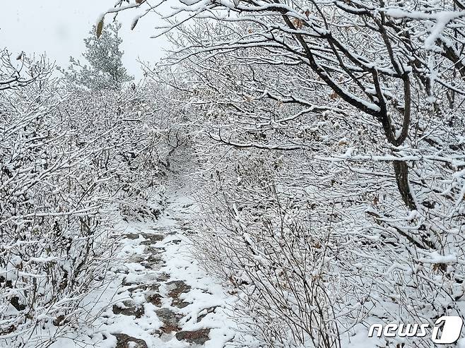 강원북부산지에 대설주의보가 발효된 24일 강원 오대산 노인봉(1388m) 인근에 눈이 쌓여 있다. 오대산국립공원사무소에 따르면 오대산 인근 아침 최저기온은 영하 2.9도까지 떨어졌으며, 이날 오후 1시 기준 오대산의 적설량은 약 5㎝ 정도다. (오대산국립공원사무소 제공) 2022.10.24/뉴스1