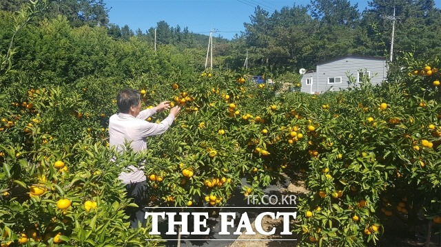 완도군 소안면에서는 노지 감귤을 본격적으로 수확하고 있다/완도군 제공