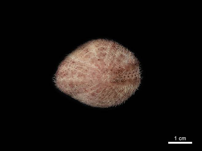 환경부 소속 국립생물자원관은 독도와 울릉도의 생물다양성 조사 결과 의염통성게가 울릉도 해역에서 발견됐다고 밝혔다. 국립생물자원관 제공