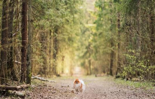 가을에는 반려견의 털갈이가 시작된다ㅣ출처: 게티 이미지뱅크