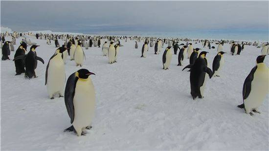 남극에 서식하는 황제펭귄은 현존하는 모든 펭귄 종 중에서 가장 키가 크고 무겁다. 115㎝까지 키가 클 수 있고, 몸무게도 최대 40㎏에 이른다. 사진=아시아경제