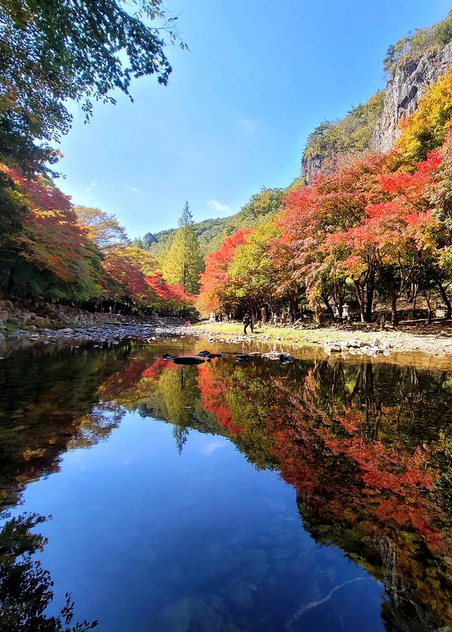 강천산 계곡의 화려한 단풍. *재판매 및 DB 금지