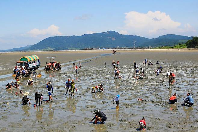 8월 전북 고창군 심원면 만돌리에서 열린 ‘고창갯벌축제’에 참가한 시민들이 갯벌체험을 하고 있다.고창군 제공