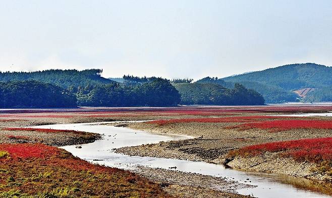 충남 서산 가로림만의 칠면초 군락지. 서산시 제공