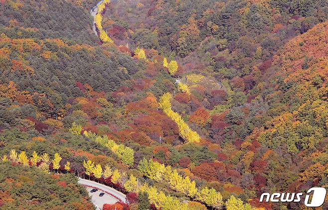 산 곳곳이 울긋불긋 단풍으로 물들고 있다. ⓒ News1 유경석 기자