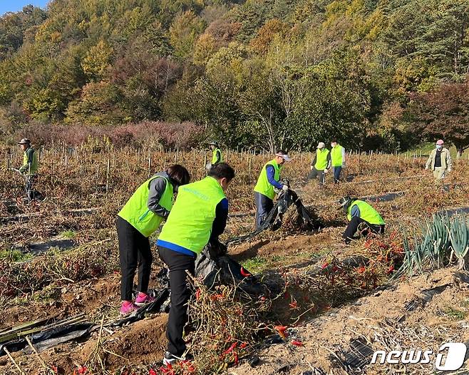 28일 전북농협과 농협진안군지부, 부귀농협이 진안군 부귀면 고추 재배농가를 찾아 농촌 일손돕기를 실시하고 있다.(농협제공)2022.10.28/뉴스1