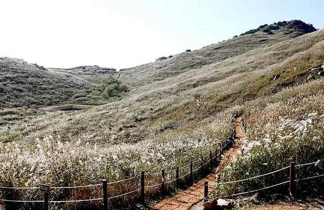 [창녕=뉴시스] 안지율 기자 = 17일 오전 경남 창녕군 화왕산 억새가 절정을 이뤄 장관을 연출하고 있다.(사진=창녕군 제공) 2021.10.17. photo@newsis.com *재판매 및 DB 금지