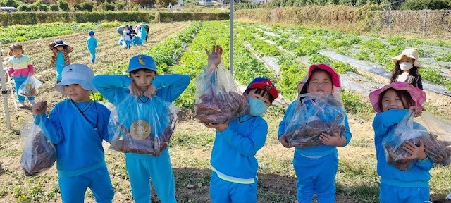 [통영=뉴시스] 신정철 기자= 통영시는 광도면 죽림리 139번지에 위치한 도시농업체험장에서 지난 26~27일 2일간 관내 어린이집 및 유치원 6~7세 어린이를 대상으로 꼬마농부 체험프로그램 고구마 수확 체험을 운영했다.(사진=통영시 제공).2022.10.28. photo@newsis.com *재판매 및 DB 금지