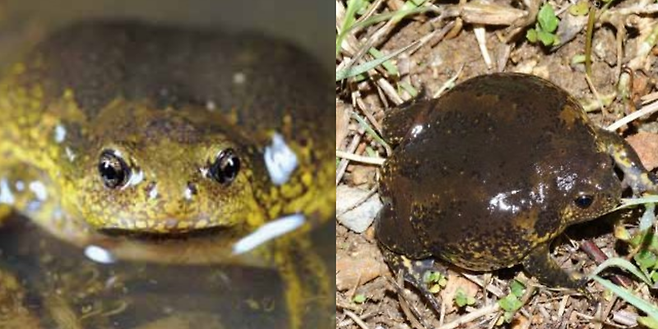 맹꽁이 / 사진 = 국립생물자원관