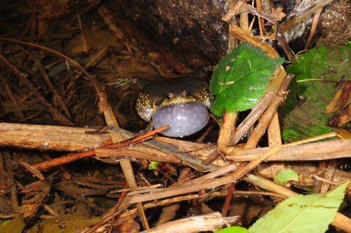 맹꽁이 / 사진 = 국립생물자원관