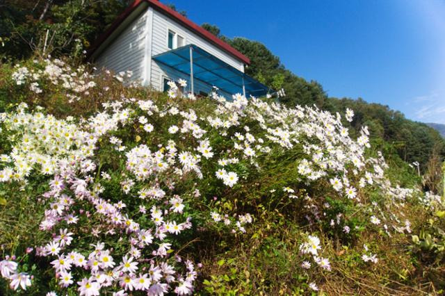 가평 농막의 국화밭 ⓒ조영학