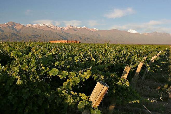 안델루나 포도밭. 홈페이지